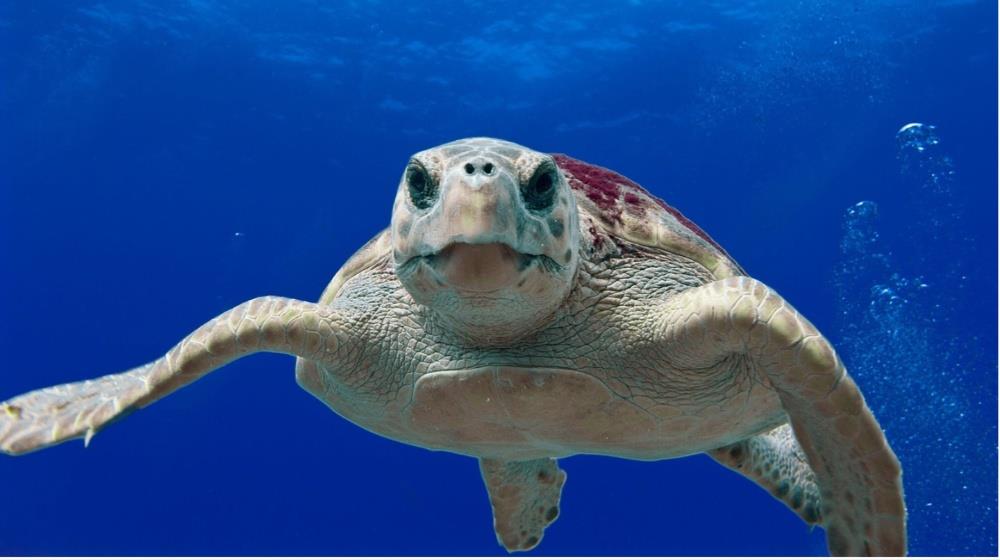 Loggerhead turtle kareta kareta