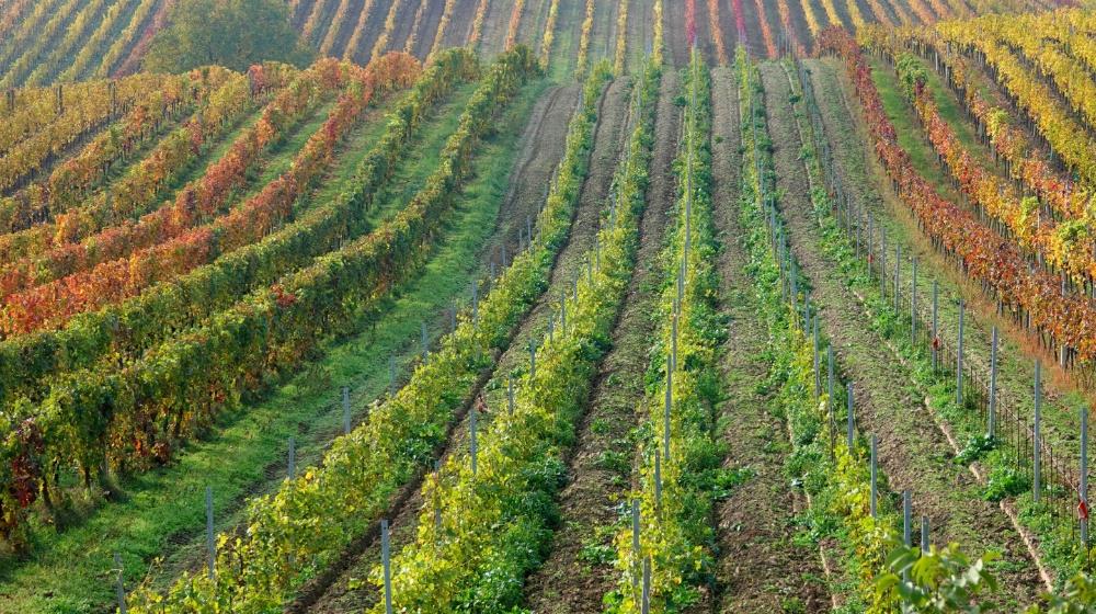 5441851969990722 vineyards