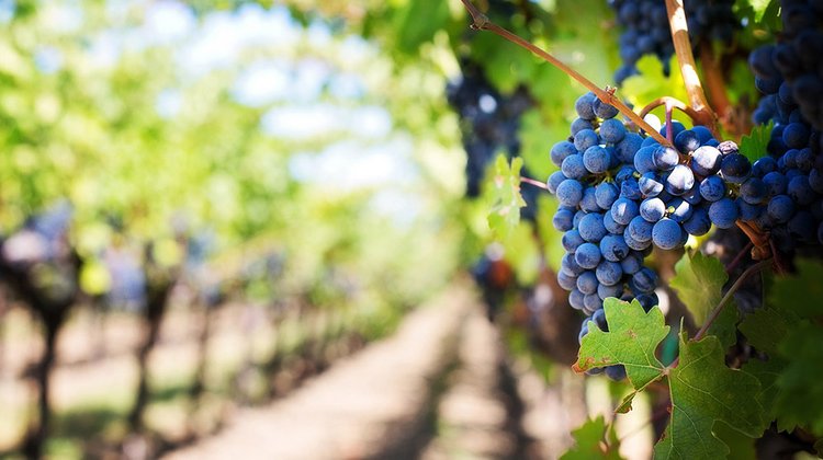 vineyard_wine