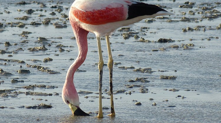 flamingo_salt lake