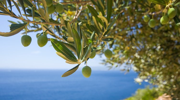olive