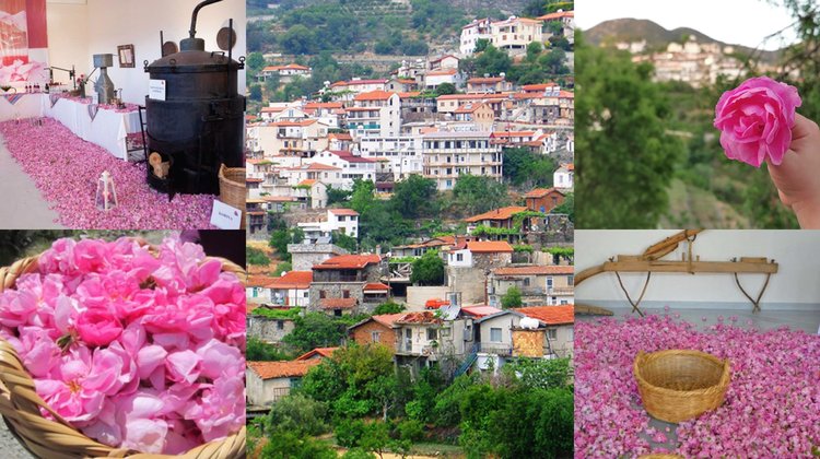 Agros_rose
