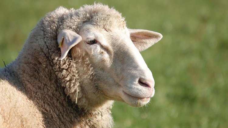sheep