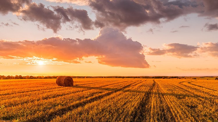 farming