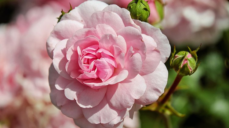 pink rose