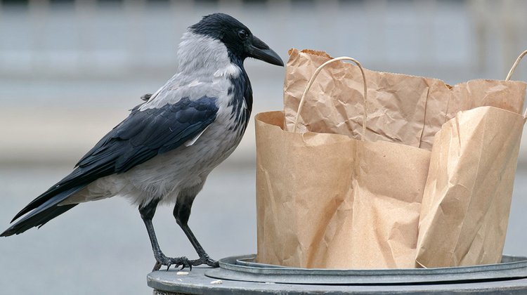 bird_rubbish_waste
