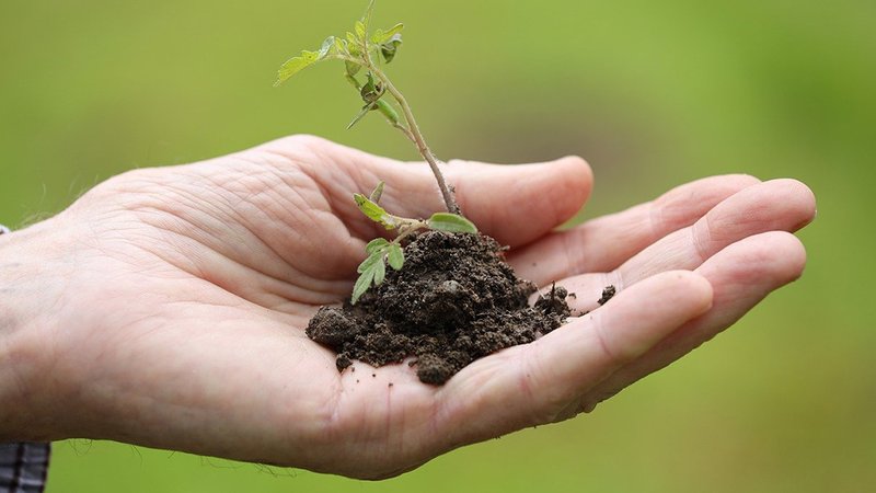 plant