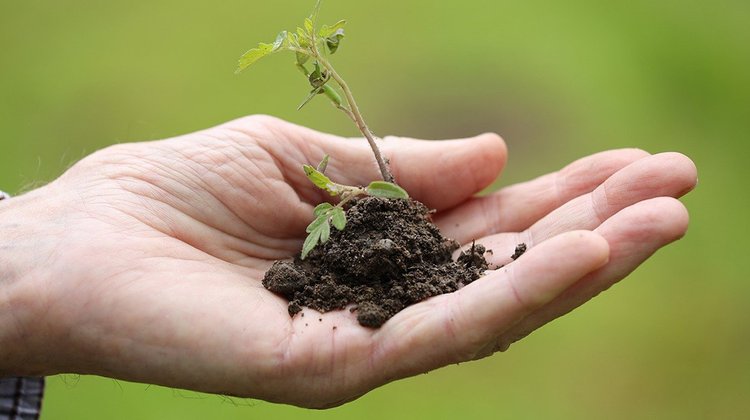 plant