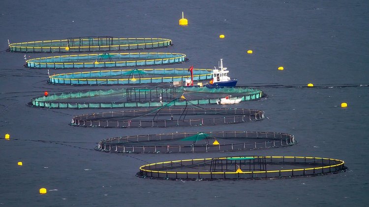 fish_farm