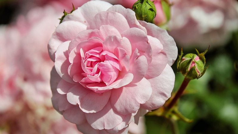 pink rose